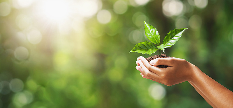 Mains portant une plante en début de croissance